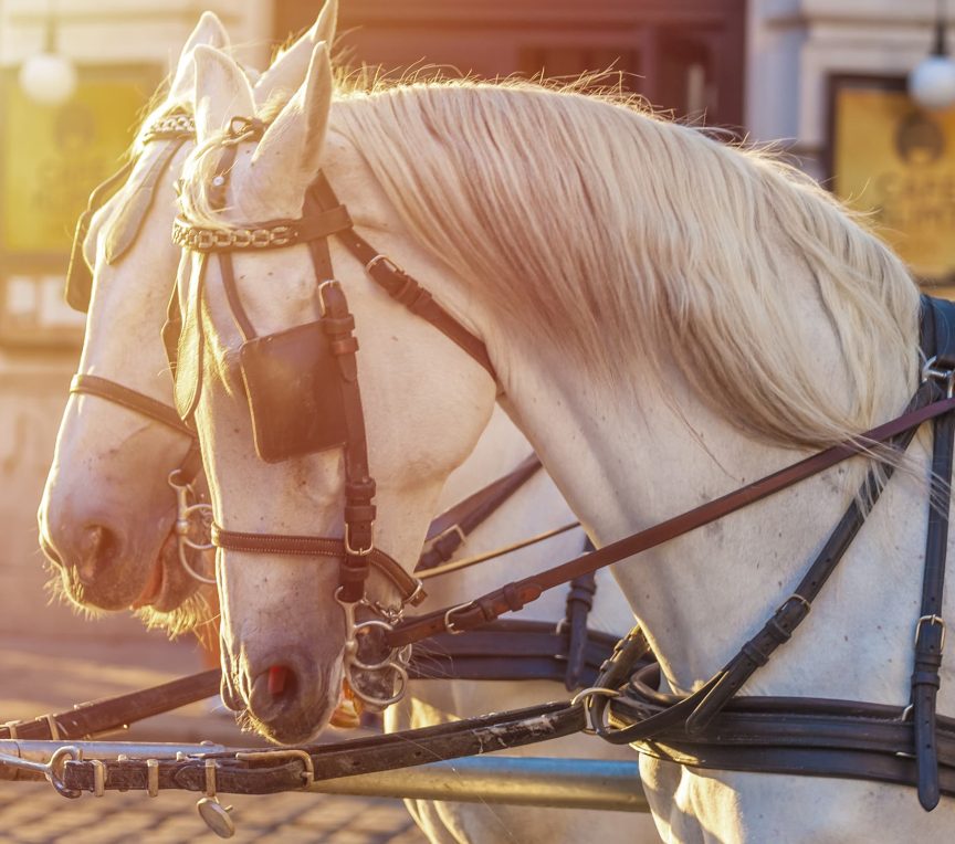 Horses for carriage rides in downtown St. Charles, IL